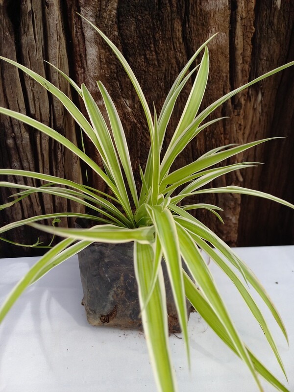 Chlorophytum comosum ( Hen & Chickens) 2.5lt