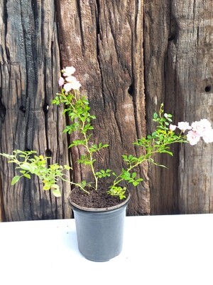 Rose Rambling Pink 15cm
