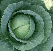 Bulk Cabbage Seedlings ready to plant