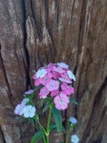 Dianthus Amazon Neon Rose 12cm