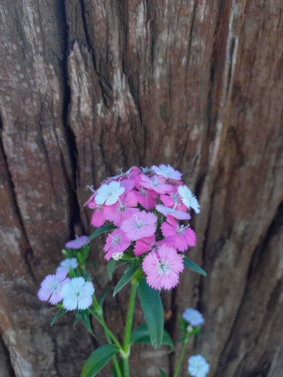 Dianthus Amazon Neon Rose 12cm