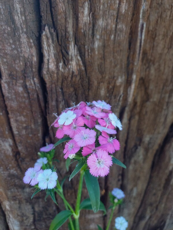 Dianthus Amazon Neon Rose 12cm