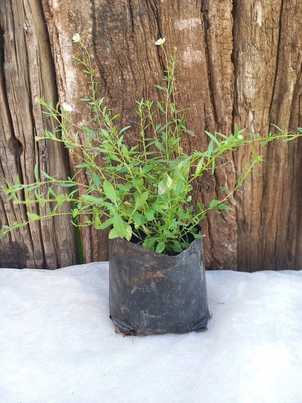 Erigeron karvinskianus 1lt