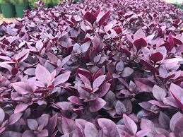 Alternanthera Little Ruby 2.5lt