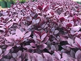 Alternanthera Little Ruby 2.5lt