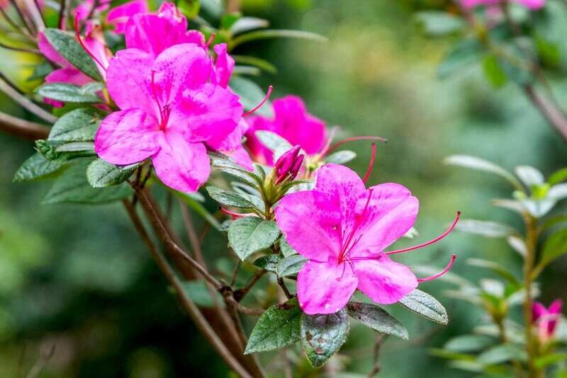 Azalea Bush Magenta 10lt