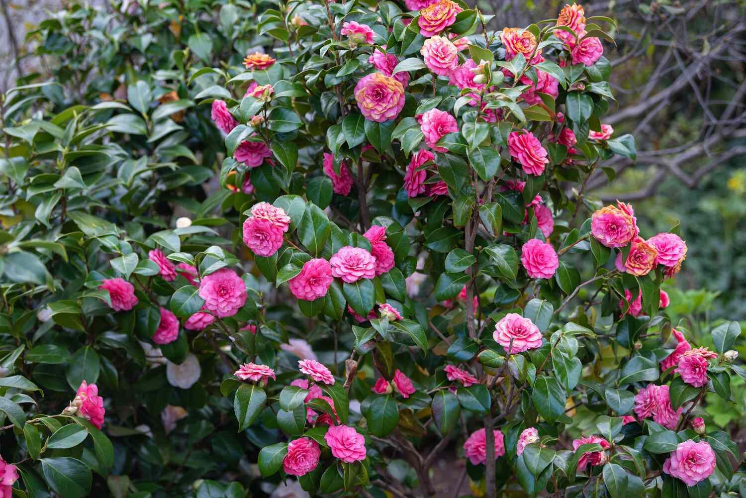 Camelia Japonica Pink 10lt