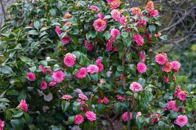 Camelia Japonica Pink 10lt