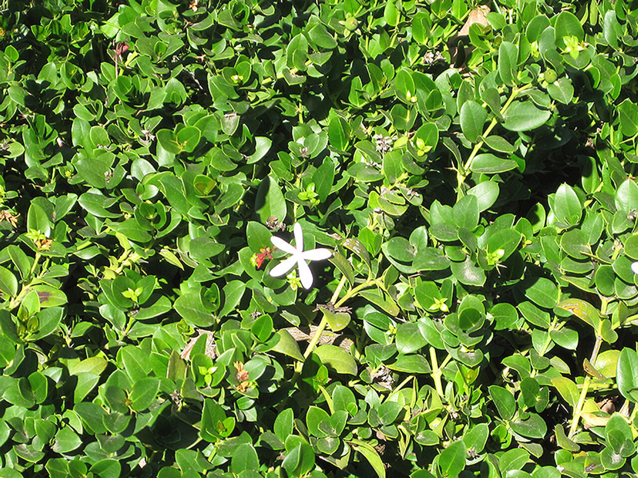 Carissa macrocarpa Green Carper 2.5lt