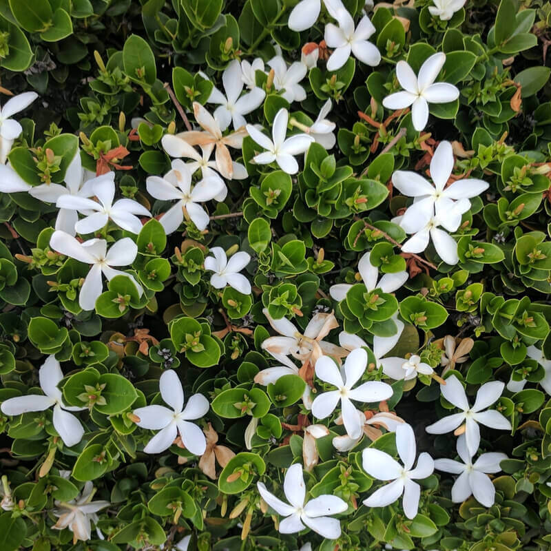 Carissa macrocarpa 2.5lt