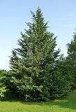 Cupressocyparis leylandii 20lt