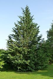 Cupressocyparis leylandii 20lt
