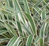 Dianella variegata 2.5lt