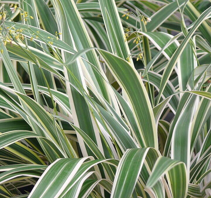 Dianella variegata 2.5lt