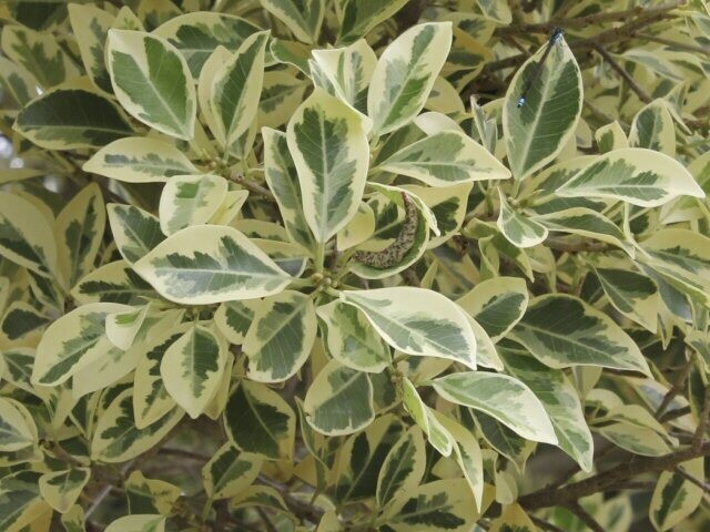Ficus Hawaii 10lt