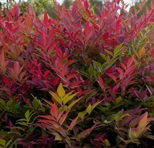 Nandina Domestica 2.5lt