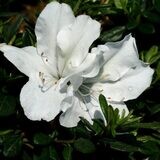 Azalea Bush White 10lt
