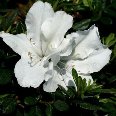 Azalea Bush White 10lt