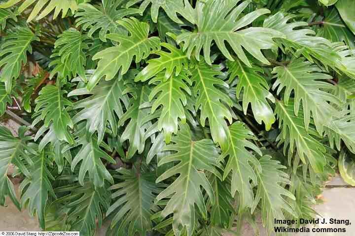 Philodendron havana (xanadu) 10LT