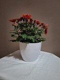16cm Ceramic Pot cover - Alaska Weiss
