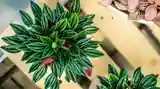 Pepperomia Caperata Rossa Green 12cm