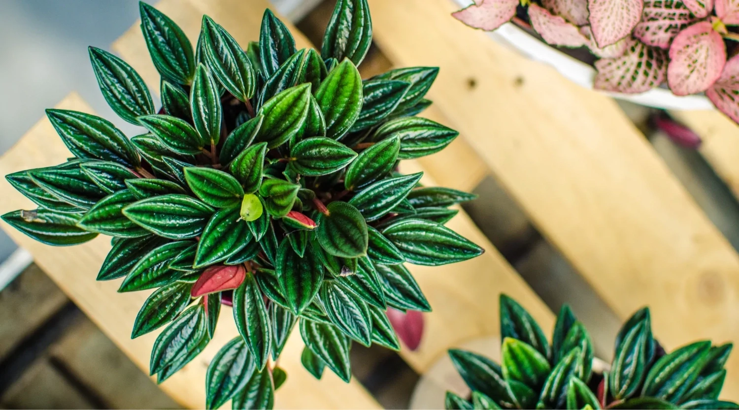 Pepperomia Caperata Rossa Green 12cm
