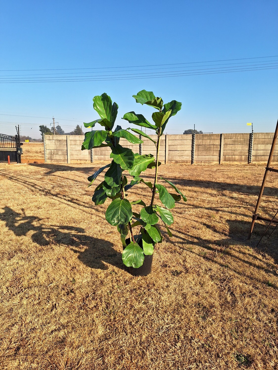 Ficus lyrata - 2 Stem 35cm