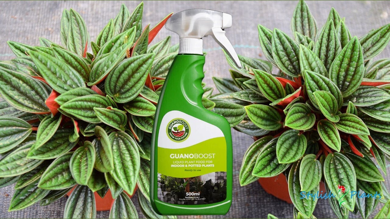 GuanoBoost RTU Indoor 500ml