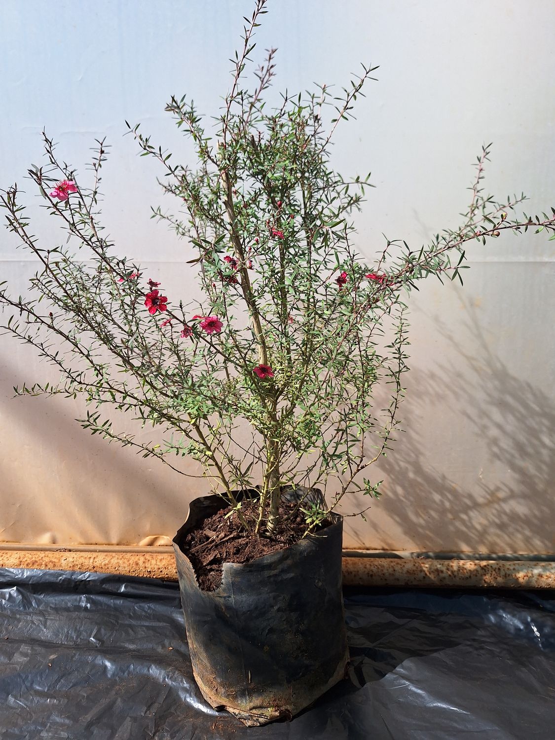 Leptospermum cherry brandy (Tea Bush)  2.5lt