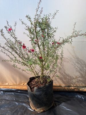 Leptospermum cherry brandy (Tea Bush)  2.5lt