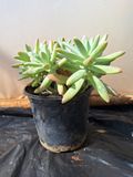 Graptosedum Darley Sunshine 15cm