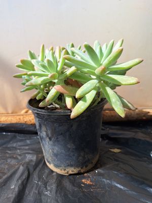 Graptosedum Darley Sunshine 15cm