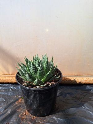 Aloe aristata 15cm