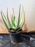 Aloe chabaudii 15cm
