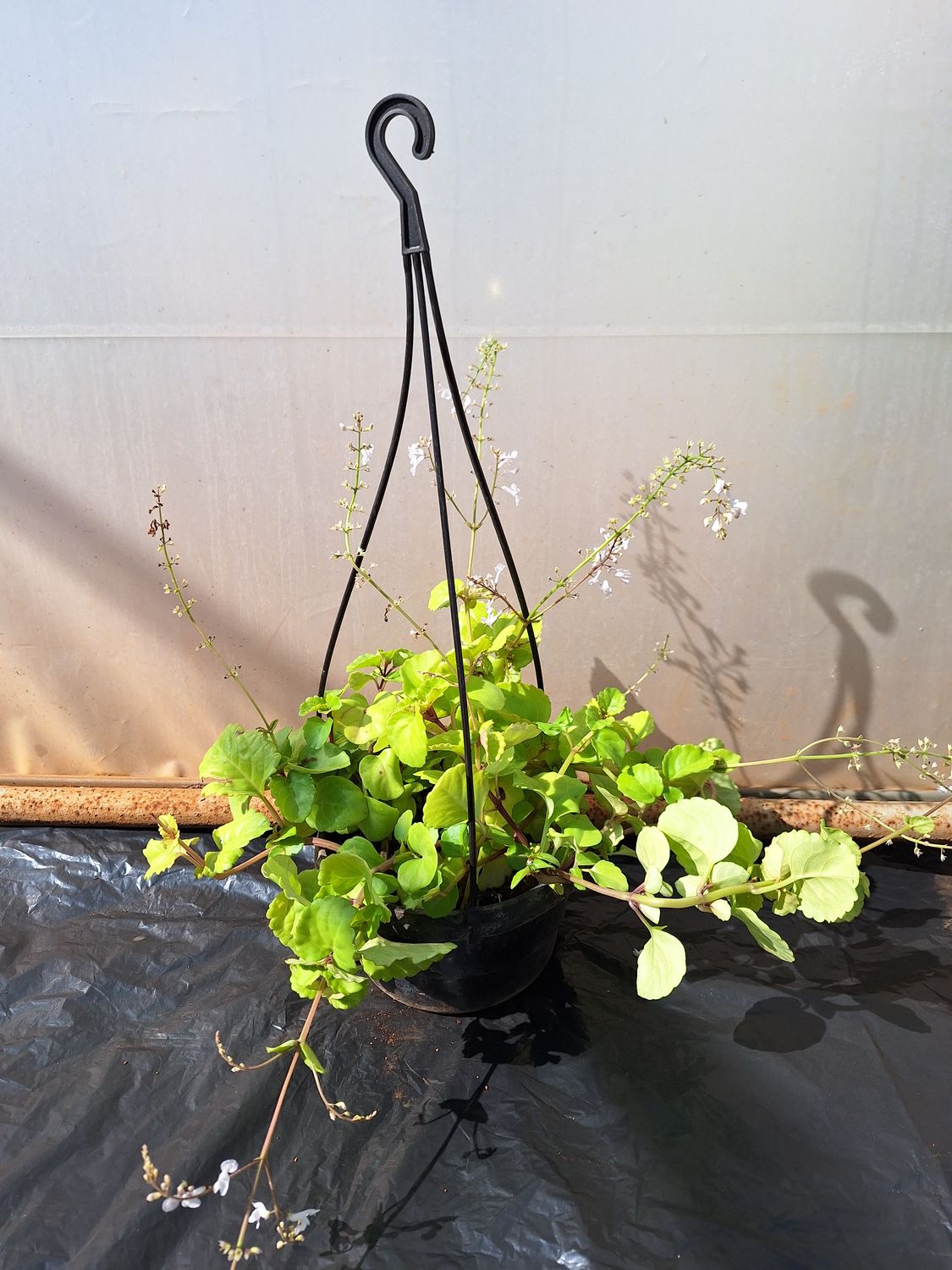 Plectranthus verticillatus 16cm Hanging Basket