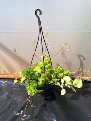 Plectranthus verticillatus 16cm Hanging Basket