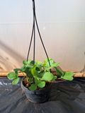 Strawberry White 16cm Hanging Basket
