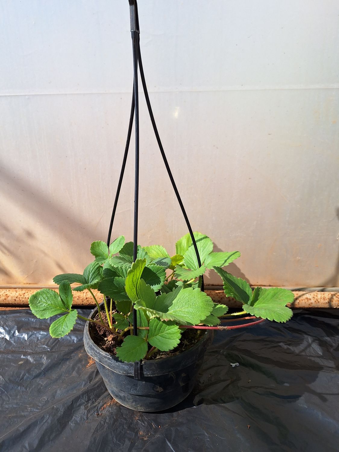Strawberry White 16cm Hanging Basket