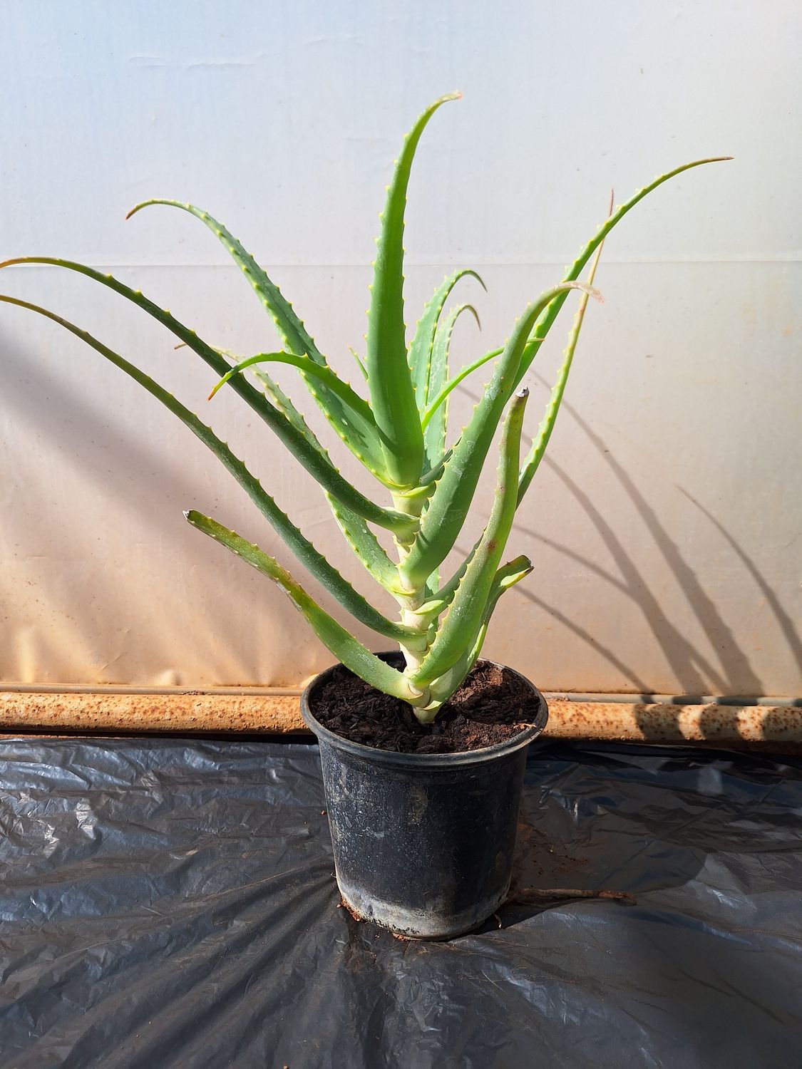 Aloe arborescens 15cm