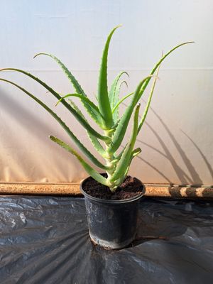 Aloe arborescens 15cm