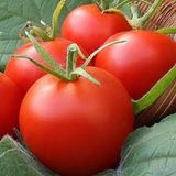 Bulk Tomato seedlings ready to plant