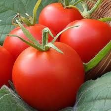 Bulk Tomato seedlings ready to plant