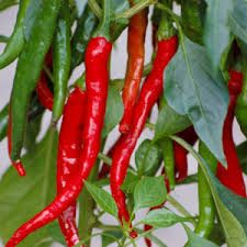 Bulk Cayenne Pepper seedlings ready to plant