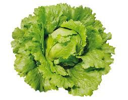 Bulk Lettuce seedlings ready to plant