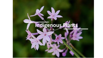 Indigenous