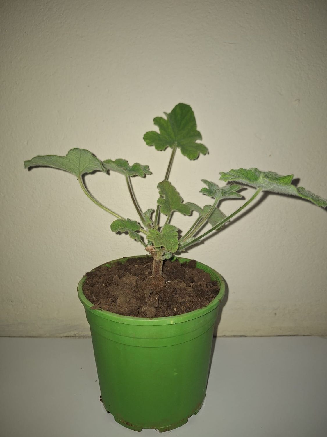 Peppermint Pelargonium 15cm