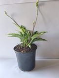 Leopard Lilly (Ledebouria petiolata)  15cm