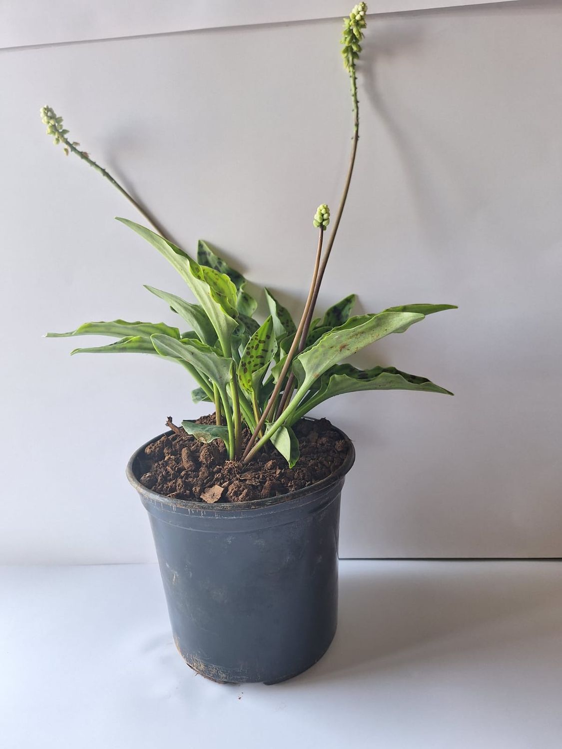 Leopard Lilly (Ledebouria petiolata)  15cm