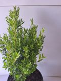 Myrtus communis 'compacta' 15cm