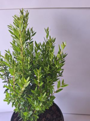 Myrtus communis &#39;compacta&#39; 15cm